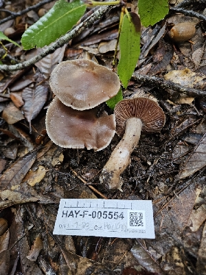  (Cortinarius cisqhale - HAY-F-005554)  @11 [ ] by (2023) Mandy Hackney Fungal Diversity Survey