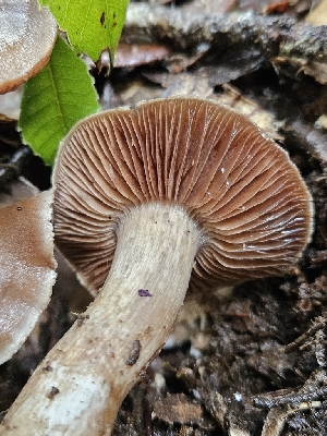  ( - HAY-F-005554)  @11 [ ] by (2023) Mandy Hackney Fungal Diversity Survey
