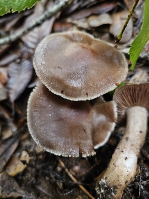  ( - HAY-F-005554)  @11 [ ] by (2023) Mandy Hackney Fungal Diversity Survey