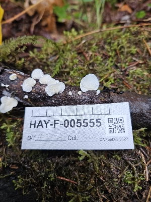  ( - HAY-F-005555)  @11 [ ] by (2023) Mandy Hackney Fungal Diversity Survey
