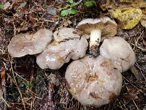  (Lactarius californiensis - HAY-F-005565)  @11 [ ] by (2023) Mandy Hackney Fungal Diversity Survey
