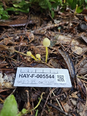  ( - HAY-F-005544)  @11 [ ] by (2023) Mandy Hackney Fungal Diversity Survey