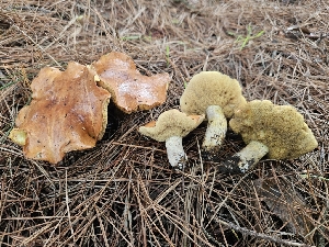  ( - HAY-F-007412)  @11 [ ] by (2023) Mandy Hackney Fungal Diversity Survey