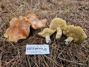  ( - HAY-F-007412)  @11 [ ] by (2023) Mandy Hackney Fungal Diversity Survey