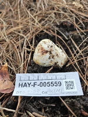  ( - HAY-F-005559)  @11 [ ] by (2023) Mandy Hackney Fungal Diversity Survey
