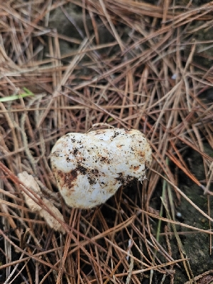  ( - HAY-F-005559)  @11 [ ] by (2023) Mandy Hackney Fungal Diversity Survey