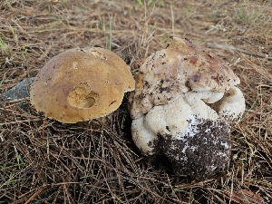  ( - HAY-F-005541)  @11 [ ] by (2023) Mandy Hackney Fungal Diversity Survey