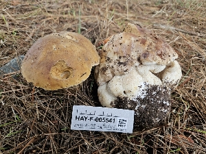  ( - HAY-F-005541)  @11 [ ] by (2023) Mandy Hackney Fungal Diversity Survey