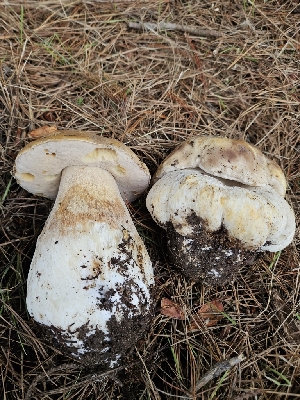  ( - HAY-F-005541)  @11 [ ] by (2023) Mandy Hackney Fungal Diversity Survey