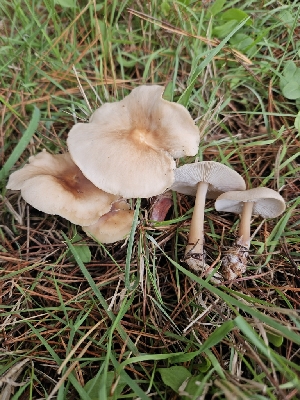  ( - HAY-F-005543)  @11 [ ] by (2023) Mandy Hackney Fungal Diversity Survey