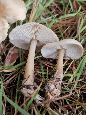  ( - HAY-F-005543)  @11 [ ] by (2023) Mandy Hackney Fungal Diversity Survey
