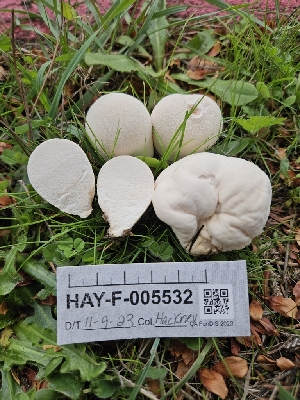  ( - HAY-F-005532)  @11 [ ] by (2023) Mandy Hackney Fungal Diversity Survey