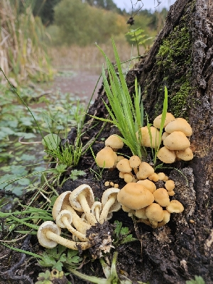  ( - HAY-F-005553)  @11 [ ] by (2023) Mandy Hackney Fungal Diversity Survey