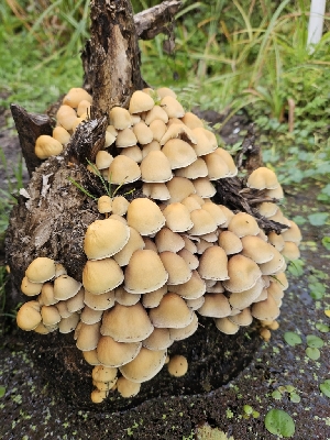  ( - HAY-F-005553)  @11 [ ] by (2023) Mandy Hackney Fungal Diversity Survey