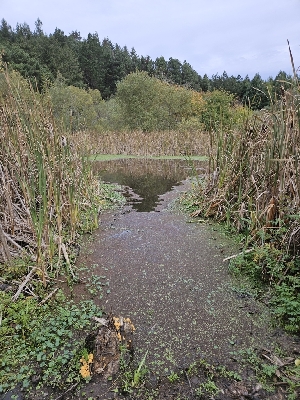  ( - HAY-F-005553)  @11 [ ] by (2023) Mandy Hackney Fungal Diversity Survey