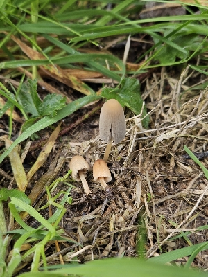  (Parasola lactea - HAY-F-005557)  @11 [ ] by (2023) Mandy Hackney Fungal Diversity Survey