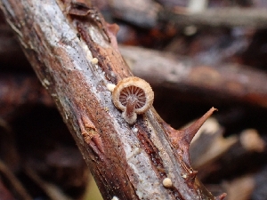  ( - HAY-F-007495)  @11 [ ] by (2023) Mandy Hackney Fungal Diversity Survey