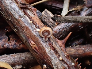  ( - HAY-F-007495)  @11 [ ] by (2023) Mandy Hackney Fungal Diversity Survey