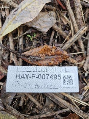  ( - HAY-F-007495)  @11 [ ] by (2023) Mandy Hackney Fungal Diversity Survey