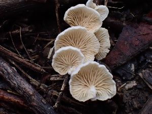  ( - HAY-F-007496)  @11 [ ] by (2023) Mandy Hackney Fungal Diversity Survey