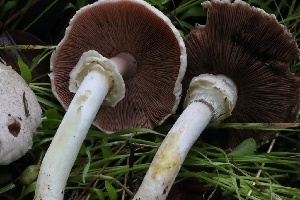  ( - HAY-F-007312)  @11 [ ] by-nc (2023) Taye Bright Fungal Diversity Survey