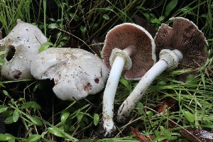  ( - HAY-F-007312)  @11 [ ] by-nc (2023) Taye Bright Fungal Diversity Survey