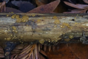  ( - HAY-F-007313)  @11 [ ] by-nc (2023) Taye Bright Fungal Diversity Survey