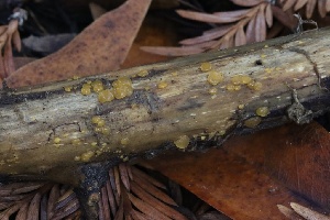 (Dacrymyces sp. CA07 - HAY-F-007313)  @11 [ ] by-nc (2023) Taye Bright Fungal Diversity Survey