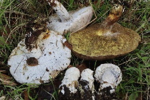  ( - HAY-F-007315)  @11 [ ] by-nc (2023) Taye Bright Fungal Diversity Survey