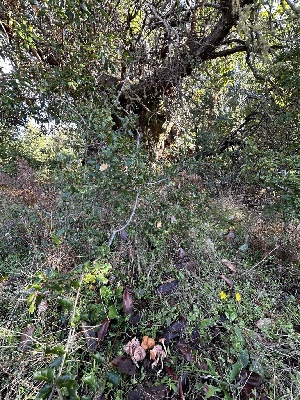  ( - HAY-F-007319)  @11 [ ] by-nc (2023) Taye Bright Fungal Diversity Survey