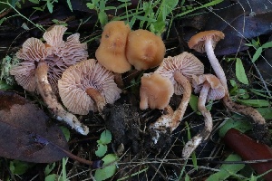  ( - HAY-F-007319)  @11 [ ] by-nc (2023) Taye Bright Fungal Diversity Survey