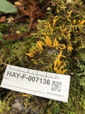  ( - HAY-F-007136)  @11 [ ] by-nc (2023) Dean Lyons Fungal Diversity Survey