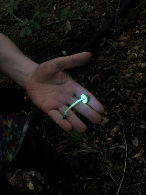  ( - HAY-F-007137)  @11 [ ] by-nc (2023) Dean Lyons Fungal Diversity Survey