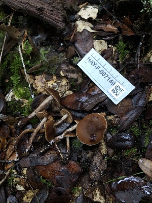  ( - HAY-F-007149)  @11 [ ] by-nc (2023) Dean Lyons Fungal Diversity Survey