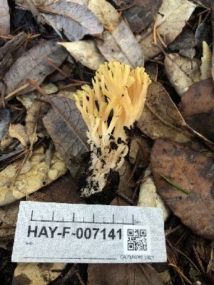  (Ramaria sp. PNW41 - HAY-F-007141)  @11 [ ] by-nc (2023) Dean Lyons Fungal Diversity Survey
