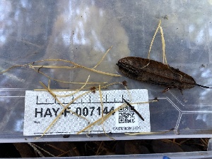  ( - HAY-F-007144)  @11 [ ] by-nc (2023) Dean Lyons Fungal Diversity Survey