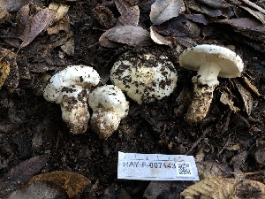  ( - HAY-F-007143)  @11 [ ] by-nc (2023) Dean Lyons Fungal Diversity Survey