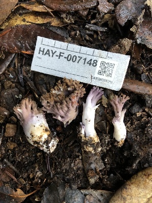  ( - HAY-F-007148)  @11 [ ] by-nc (2023) Dean Lyons Fungal Diversity Survey