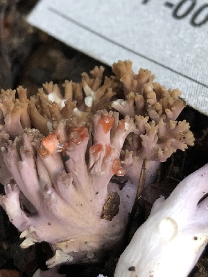  ( - HAY-F-007148)  @11 [ ] by-nc (2023) Dean Lyons Fungal Diversity Survey