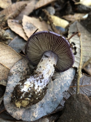  ( - HAY-F-007146)  @11 [ ] by-nc (2023) Dean Lyons Fungal Diversity Survey
