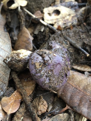  ( - HAY-F-007146)  @11 [ ] by-nc (2023) Dean Lyons Fungal Diversity Survey