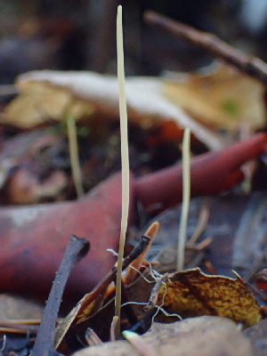  (Macrotyphula sp. juncea-CA03 - HAY-F-007144)  @11 [ ] by-nc (2023) Dean Lyons Fungal Diversity Survey