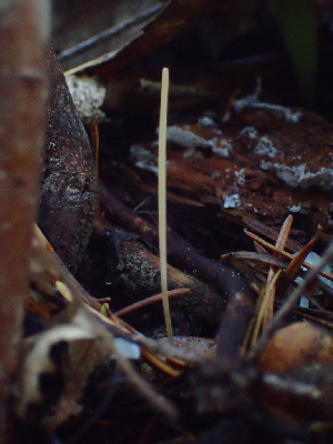  ( - HAY-F-007144)  @11 [ ] by-nc (2023) Dean Lyons Fungal Diversity Survey
