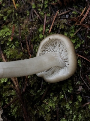  ( - HAY-F-007831)  @11 [ ] by-nc (2023) Dean Lyons Fungal Diversity Survey