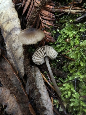  ( - HAY-F-007832)  @11 [ ] by-nc (2023) Dean Lyons Fungal Diversity Survey