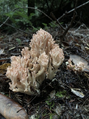  (Ramaria sp. botrytis-PNW02 - HAY-F-007830)  @11 [ ] by-nc (2023) Dean Lyons Fungal Diversity Survey