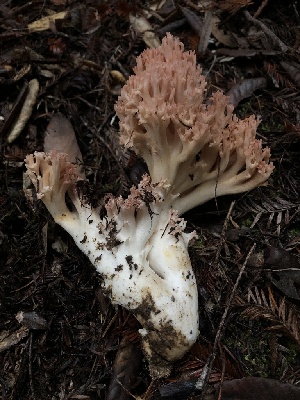  ( - HAY-F-007830)  @11 [ ] by-nc (2023) Dean Lyons Fungal Diversity Survey