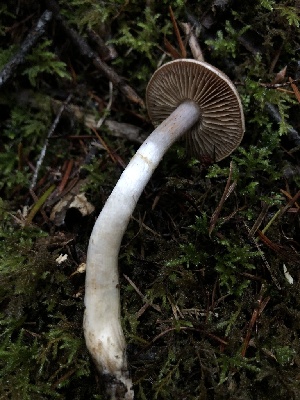 (Cortinarius anomalomontanus - HAY-F-007929)  @11 [ ] by-nc (2023) Dean Lyons Fungal Diversity Survey