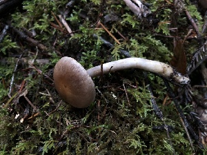  ( - HAY-F-007929)  @11 [ ] by-nc (2023) Dean Lyons Fungal Diversity Survey