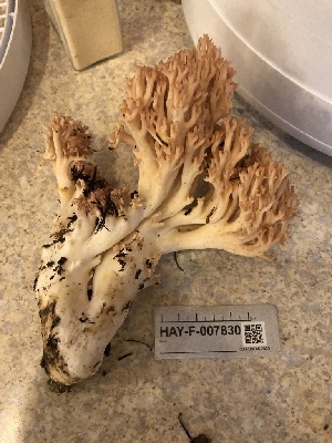  ( - HAY-F-007830)  @11 [ ] by-nc (2023) Dean Lyons Fungal Diversity Survey